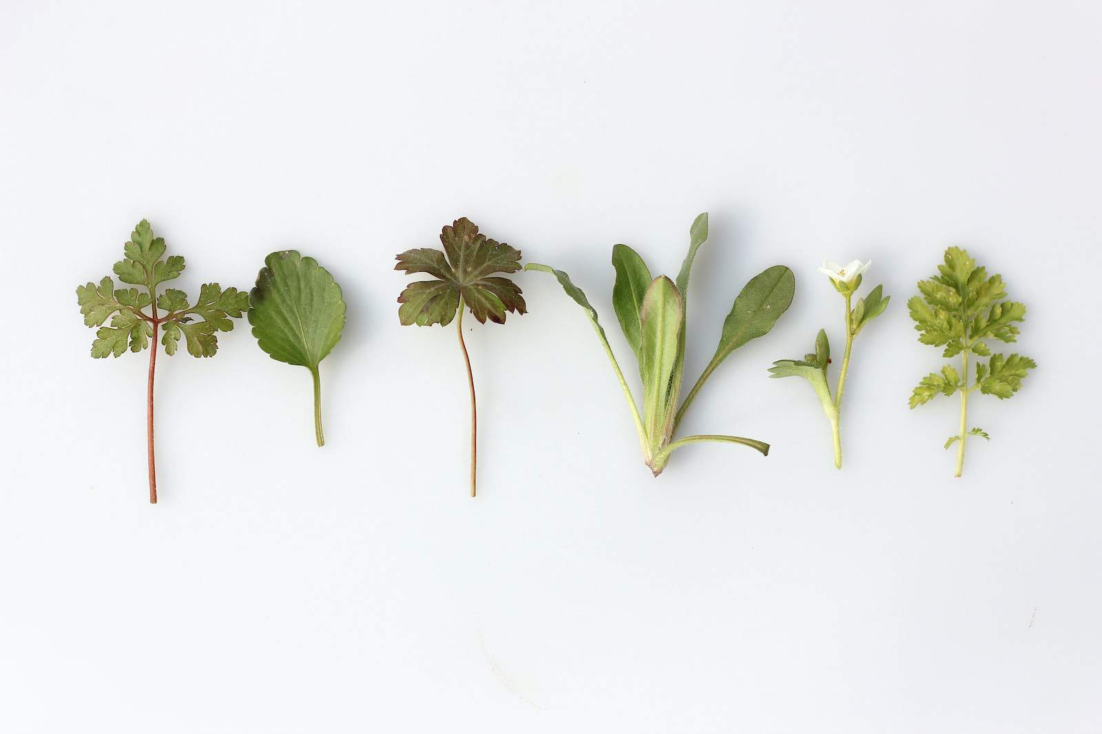 5 Holy Basil Substitute: Quick And Easy Alternatives To Tulsi | The