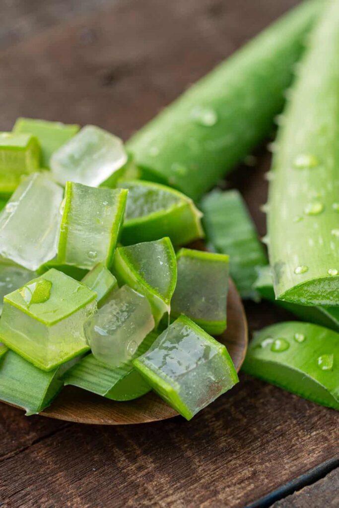 Edible Succulents aloe vera