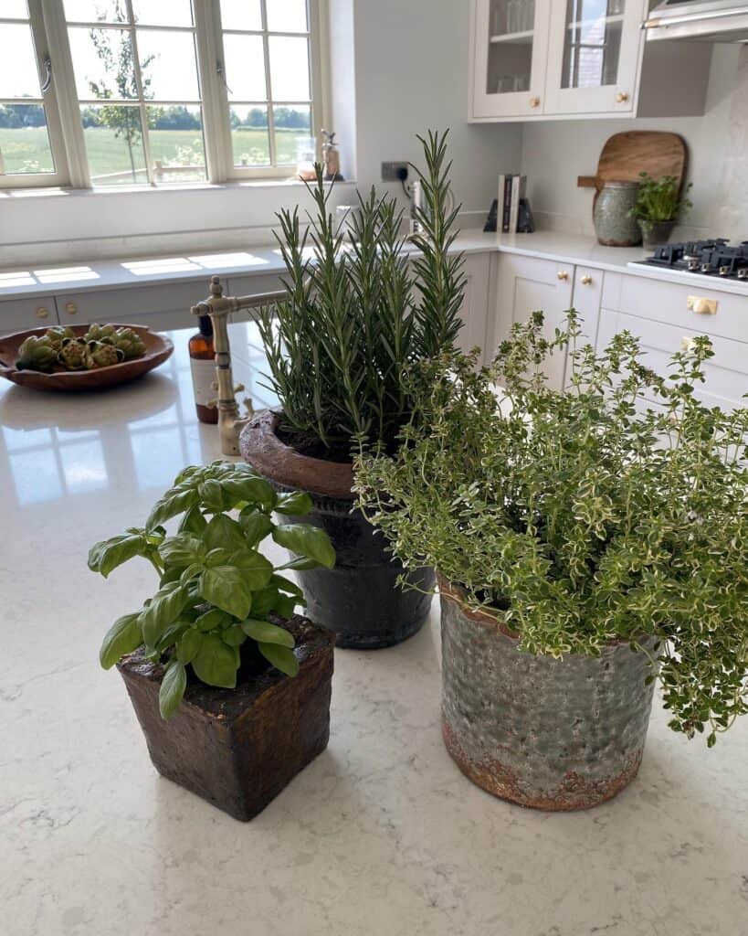 Fresh herbs in pots on kitchen counter with white cabinets and window view.